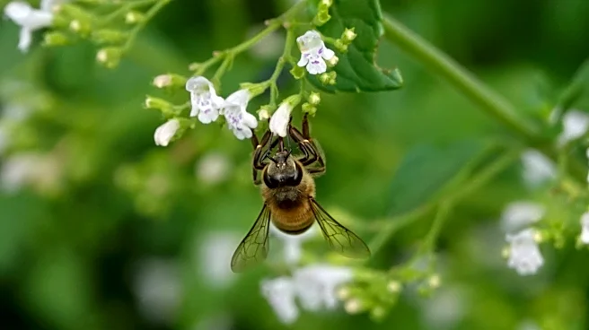Not Herbs Nor Fruit Trees: There's A Tough Ground Cover Pollinators Love