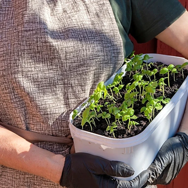12 Herbs That Sprout From Seed In Just A Handful Of Weeks