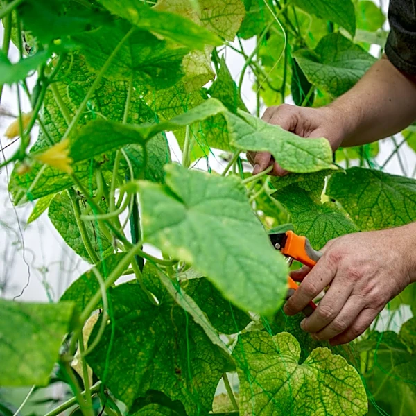 The Tropical Vine You Can Grow At Home To Produce A Treasured Spice