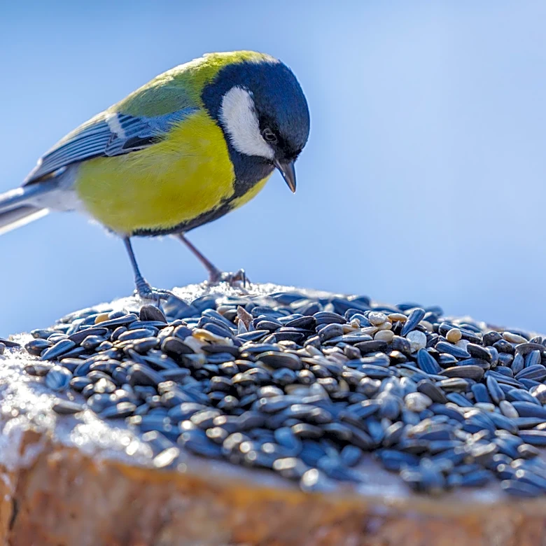 Ditch Traditional Birdfeeders For A Smart Amazon Find That's Nearly Half Off For Prime Day
