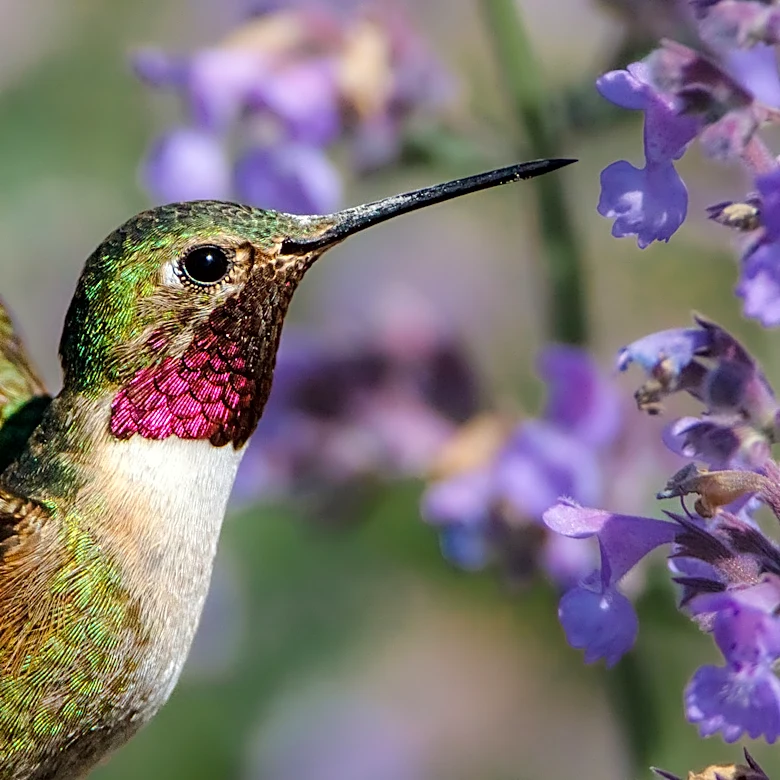 Not Hydrangeas: The Blue, Summer-Blooming Flower Hummingbirds Can't Resist