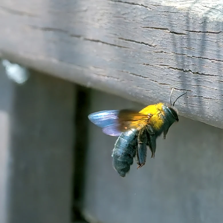 How To Repel Carpenter Bees With A Ground Cover Herb