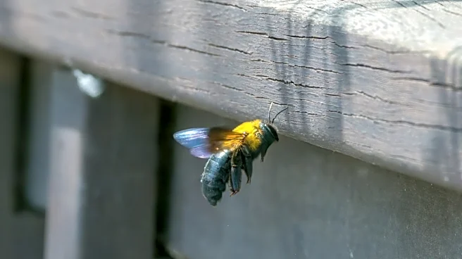 How To Repel Carpenter Bees With A Ground Cover Herb