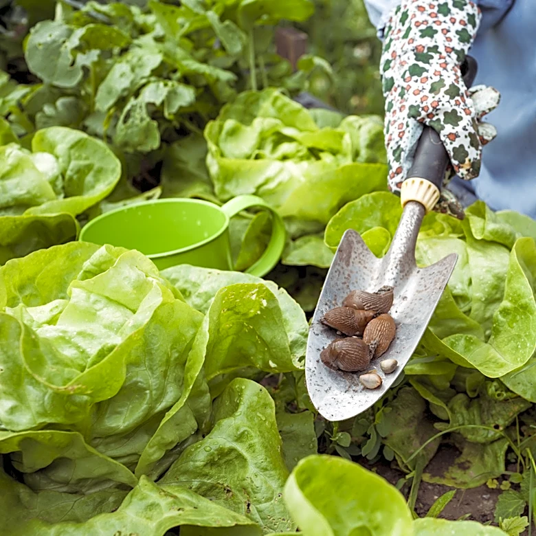 Skip The Coffee Grounds And Beer: There's Another Kitchen Scrap To Trap Slugs