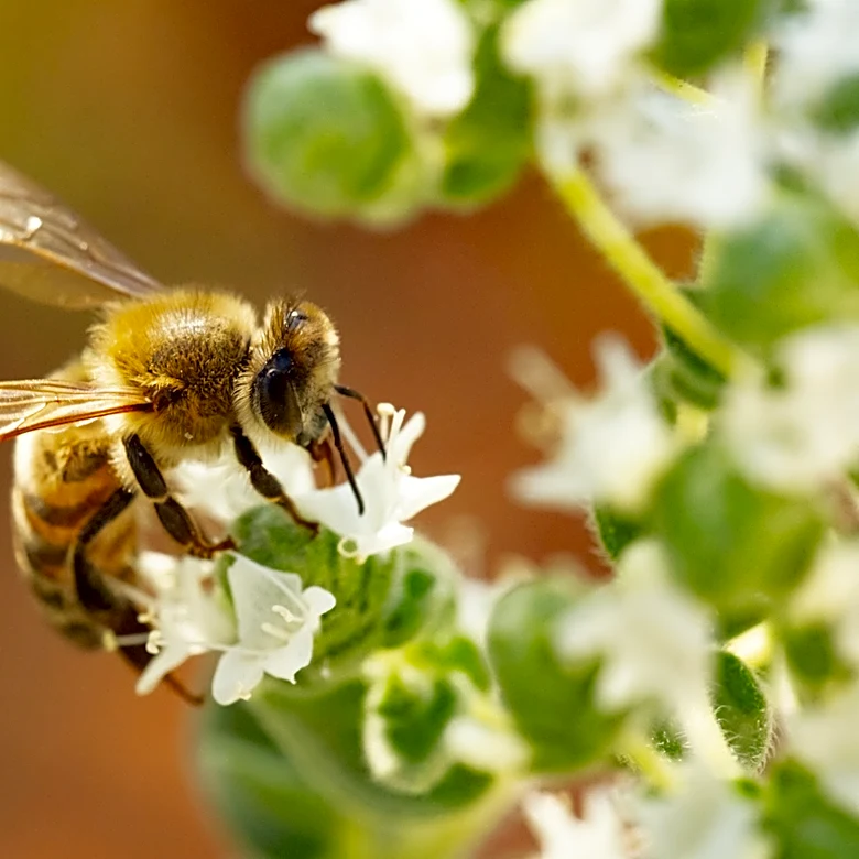 Not Thyme: There's Another Summer-Blooming Herb Pollinators Love