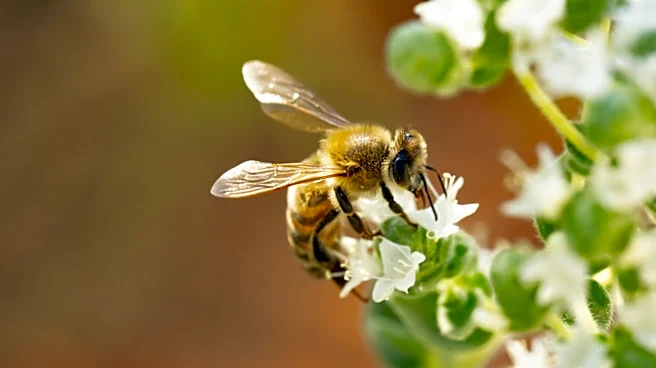 Not Thyme: There's Another Summer-Blooming Herb Pollinators Love