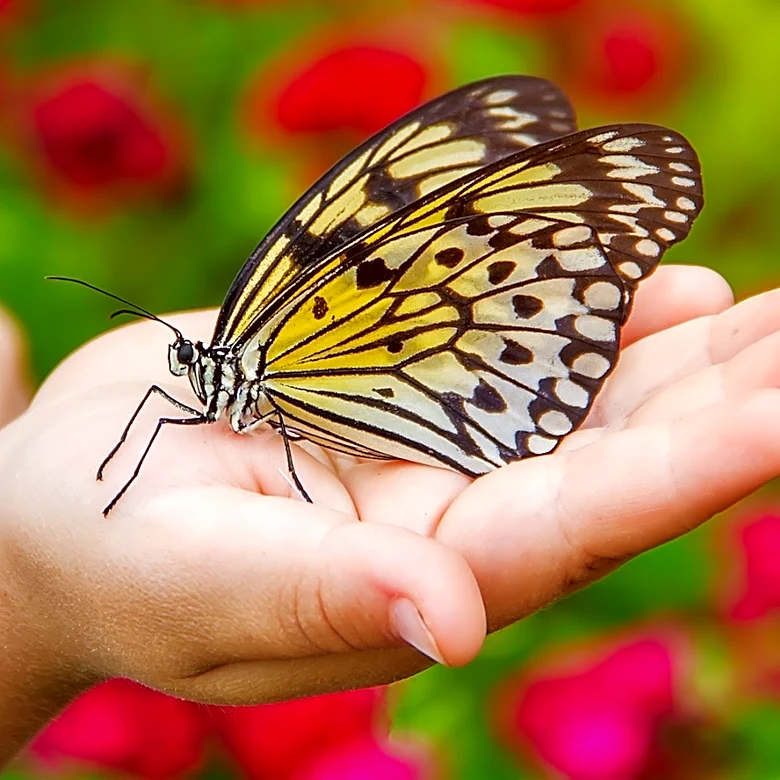 Not Zinnia, Not Honeysuckle: The Fresh-Smelling Flower Pollinators Love