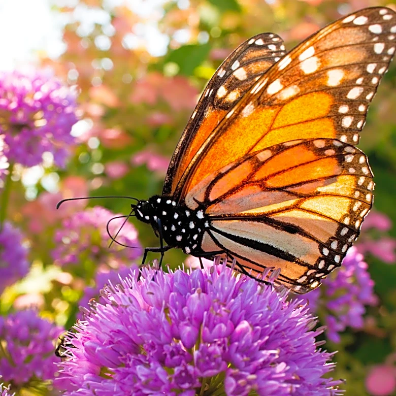 Better Than Wildflowers: The Summer-Blooming Herb Pollinators Love