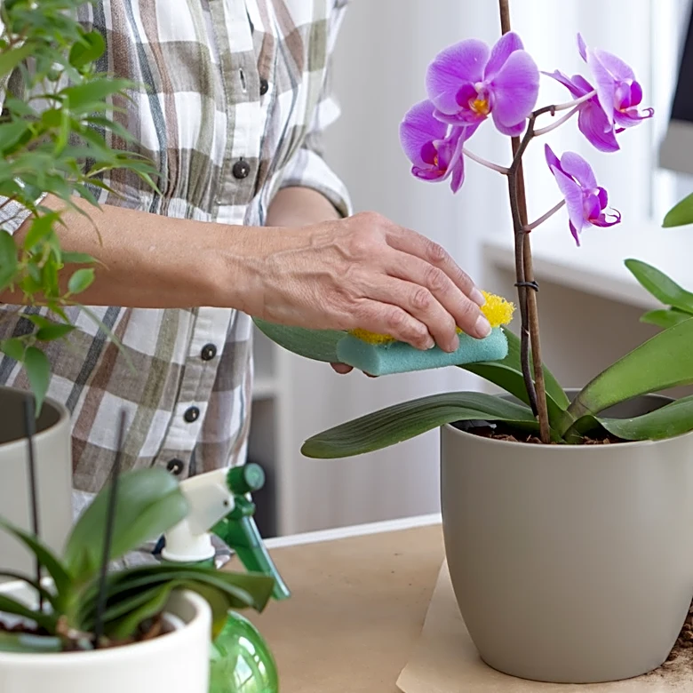 Ditch The Pot: This Ancient Growing Technique Will Turn Your Orchid Into A Statement Piece