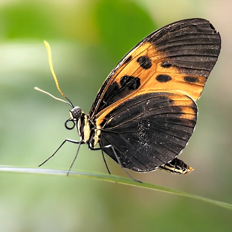 Not Coneflowers Or Zinnias: The Bright Fresh-Smelling Flower Butterflies Can't Resist