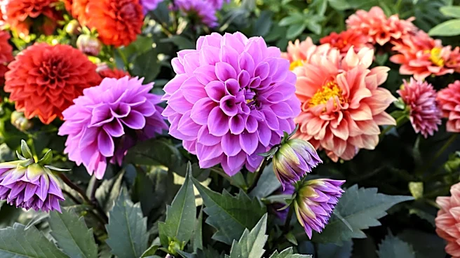 The Companion Flower For Dahlias That'll Give Off A Tropical Vibe