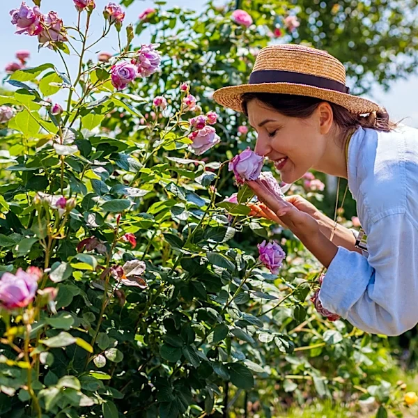Here's Where You Can Find The Largest Rose Bush In America