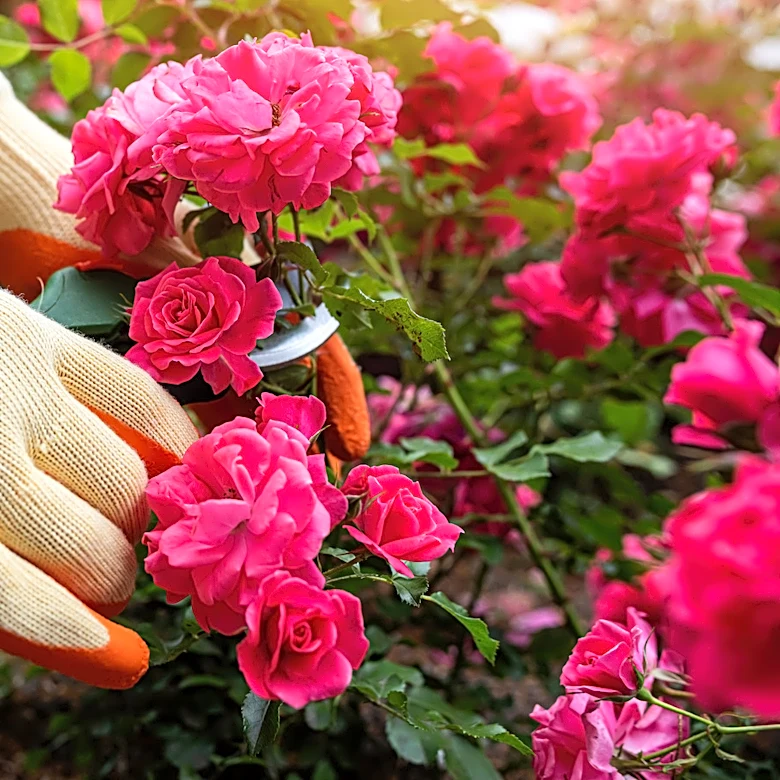 Not Egg Shells Or Coffee Grounds: The Overlooked Scrap To Feed Your Roses