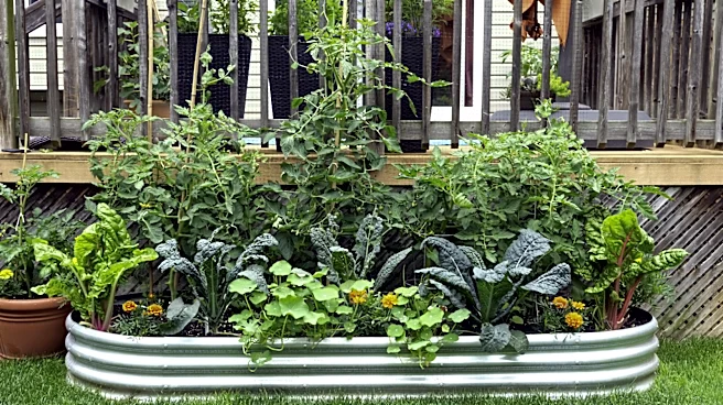 Not Just Fertilizer: Tomatoes Thrive With The Help Of These Companion Plants