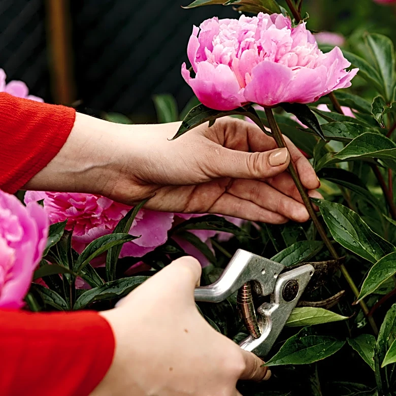Grow The Best Peonies By Avoiding This Common Natural Fertilizer