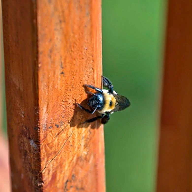 How To Repel Carpenter Bees From Your Wood Deck With A Simple Addition