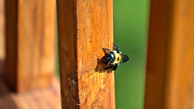 How To Repel Carpenter Bees From Your Wood Deck With A Simple Addition