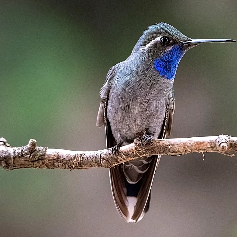 Plant This Shrub That Hummingbirds Love For Delicious Berries Year After Year
