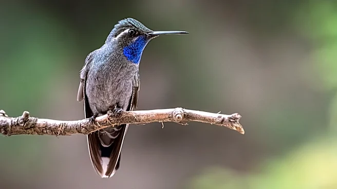 Plant This Shrub That Hummingbirds Love For Delicious Berries Year After Year