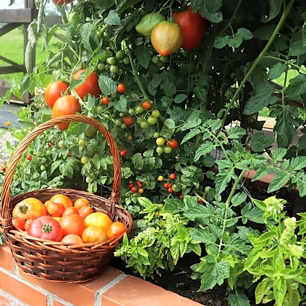 How Many Tomato Plants Would It Take To Replace Store-Bought Tomatoes?