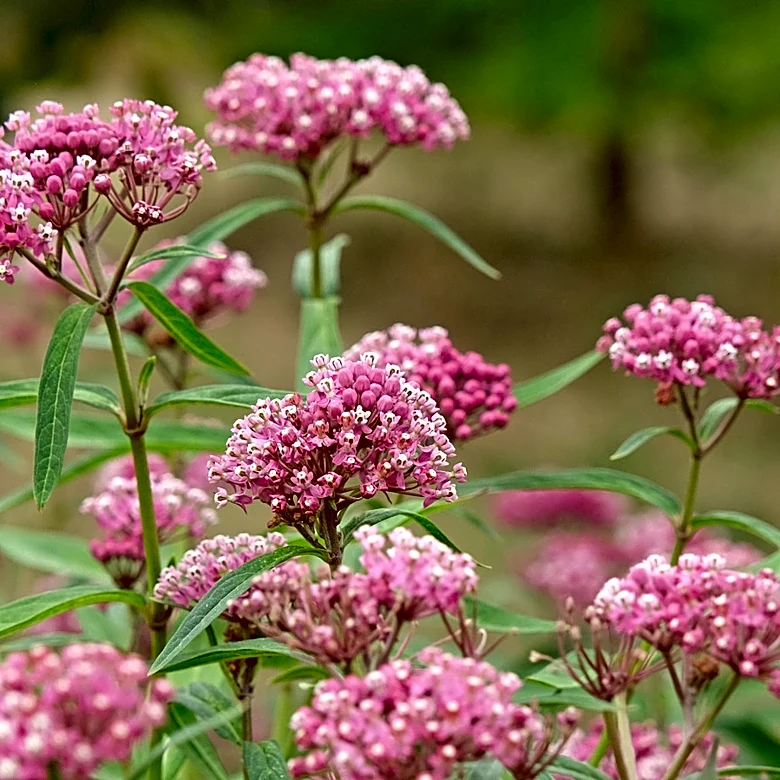 What To Do If You Find This Native Milkweed In Your Yard