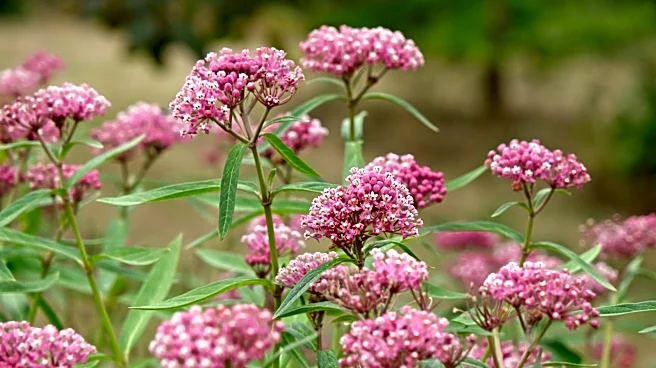 What To Do If You Find This Native Milkweed In Your Yard