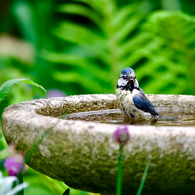Goodbye Traditional Bird Baths — Reuse A Storage Find For A DIY Alternative