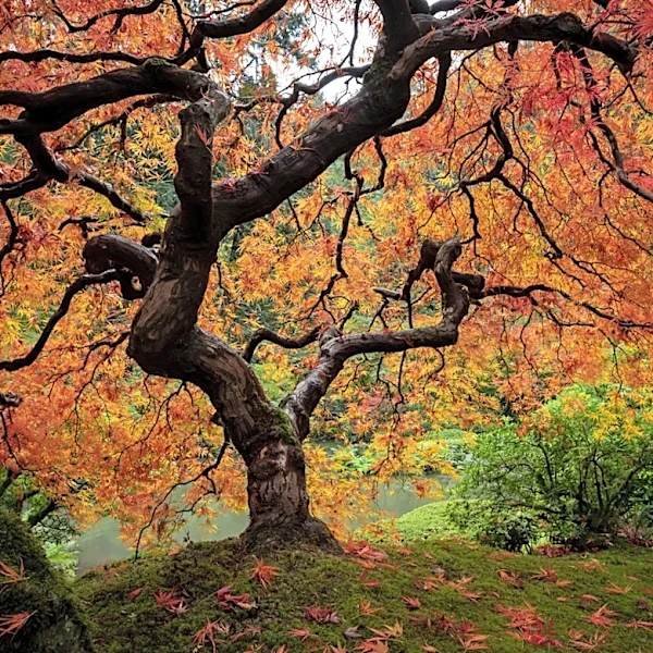 What's The Average Lifespan Of A Japanese Maple Tree?