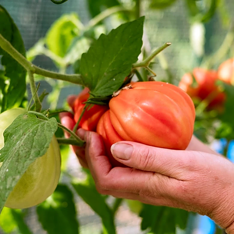 Not Coffee Grounds: The Kitchen Scrap You've Trashed That Is A Great Tomato Fertilizer