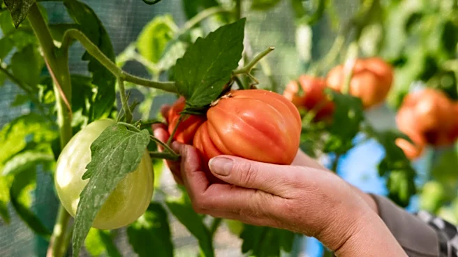 Not Coffee Grounds: The Kitchen Scrap You've Trashed That Is A Great Tomato Fertilizer