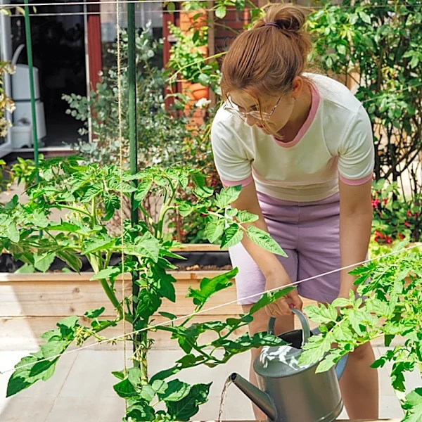 The One Thing You Should Do In July For Healthier Tomatoes
