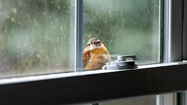Prevent Birds From Running Into Windows With A Swipe Of A Marker