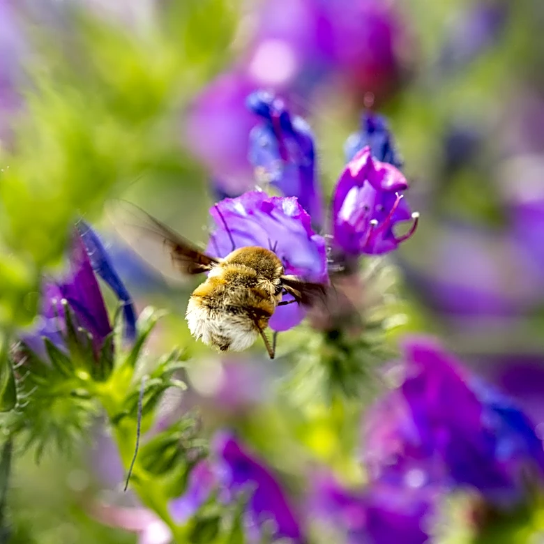 Not Hydrangea, Not Salvia: The Purple Summer-Bloomer That Pollinators Love