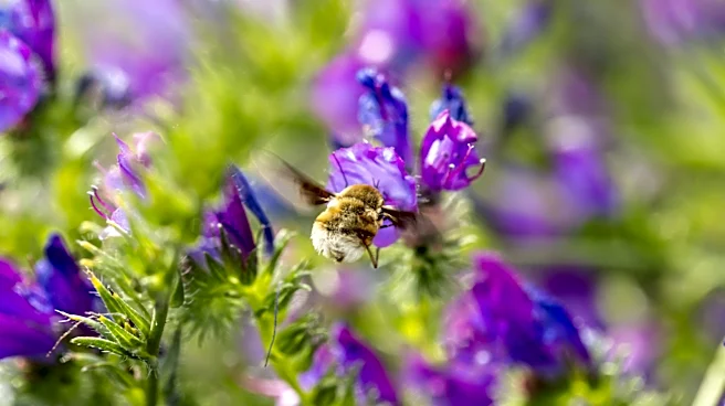 Not Hydrangea, Not Salvia: The Purple Summer-Bloomer That Pollinators Love