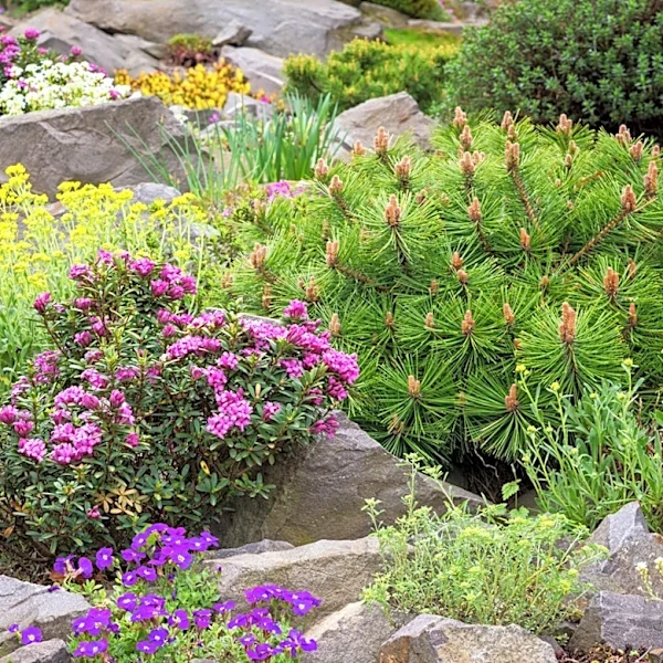 Not Lavender, Not Basil: The Purple Summer-Blooming Herb That Brightens Rocky Gardens