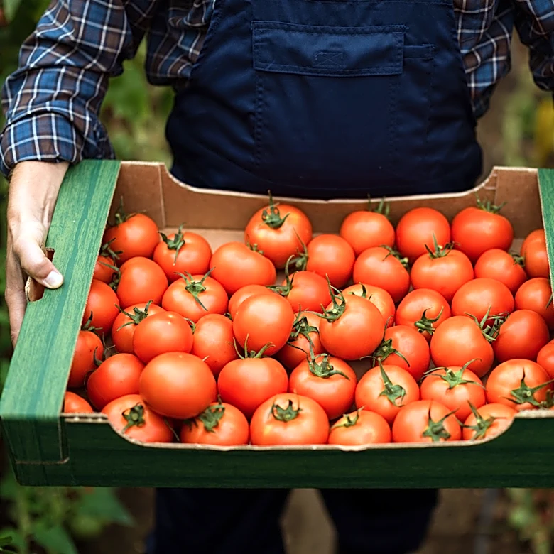 Not Eggshells: The Tomato Fertilizer That Boosts Calcium And Helps Prevent Blossom End Rot