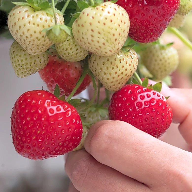 Those Tiny Specks On A Strawberry Aren't Seeds