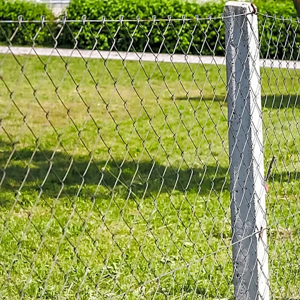 Mask Your Chain-Link Fence With This Charming Vining Plant For 10x More Whimsy