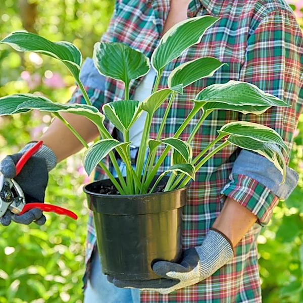 The Hosta Companion Flower That Attracts Young Butterflies