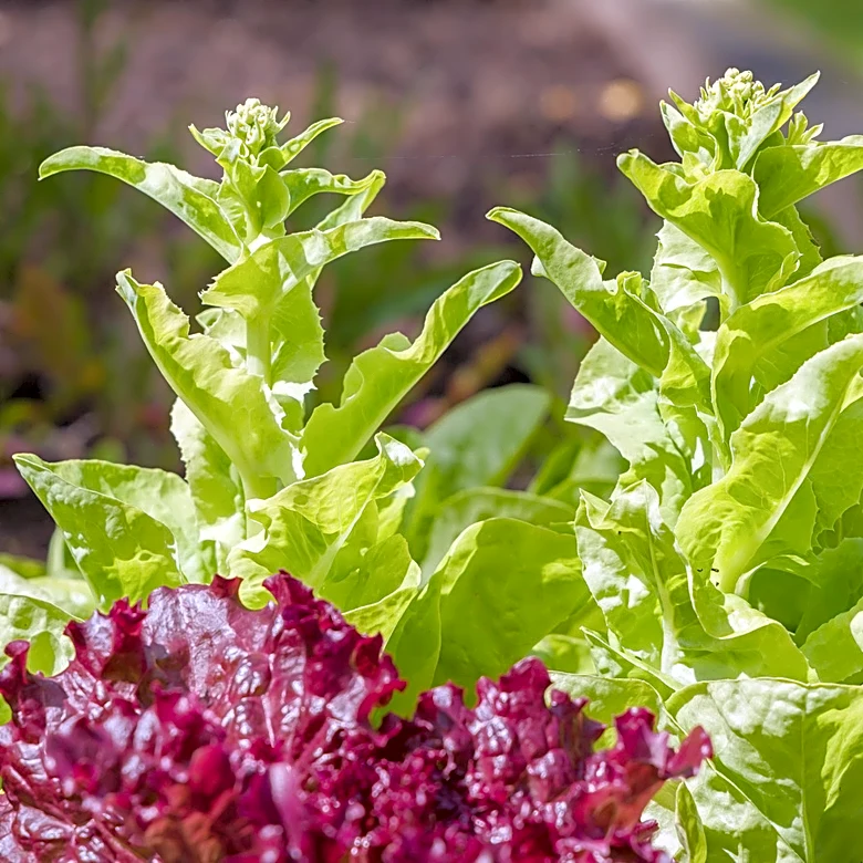How To Protect Lettuce From Bolting In The Summer Heat