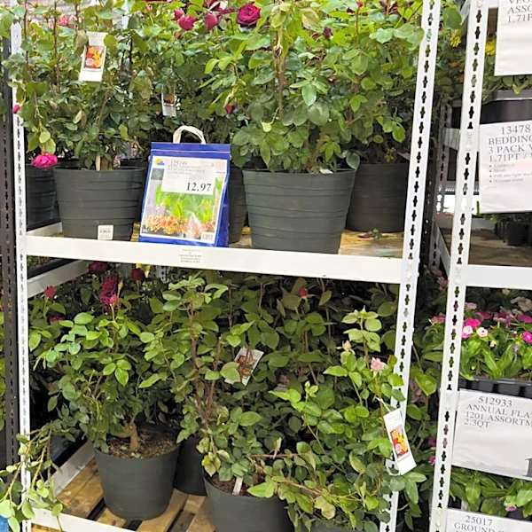 When Does Costco Mark Down Plants?