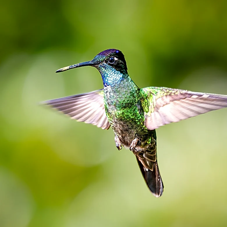 Not Pentas: The Bushy Purple Annual Flower Hummingbirds Can't Resist