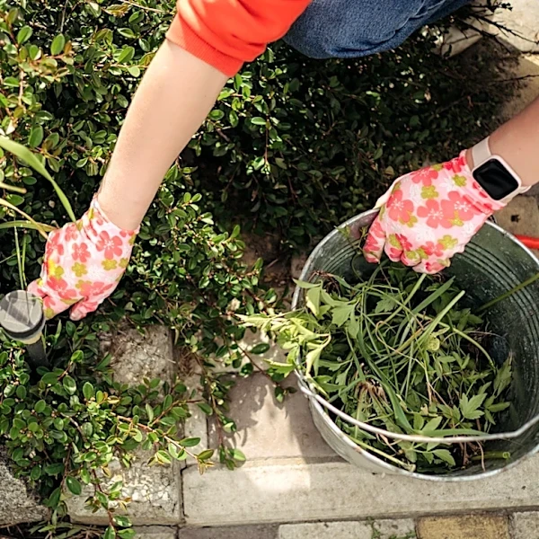 Not Mulch, Not Gravel — The Yard Waste That Is Being Studied For Its Weed Barrier Potential