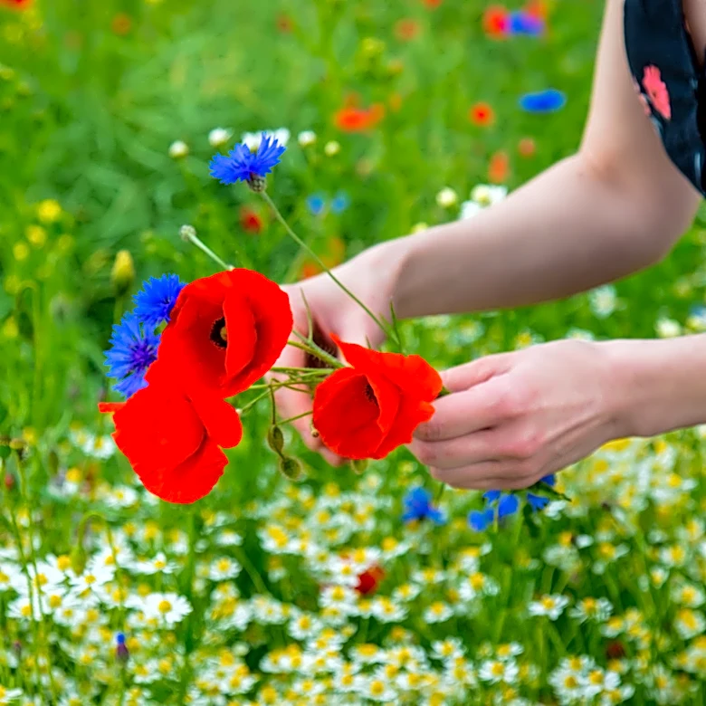 Red, White, And EW: If Your Fourth Of July Flowers Don't Pop, Your Garden Is A Flop