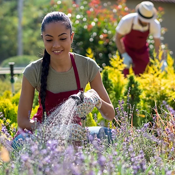 Not Basil: The Popular, Sweet-Smelling Herb That Pollinators Love
