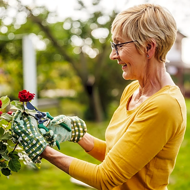No More Roses: The Pink, Fresh-Smelling Flower For Your Garden