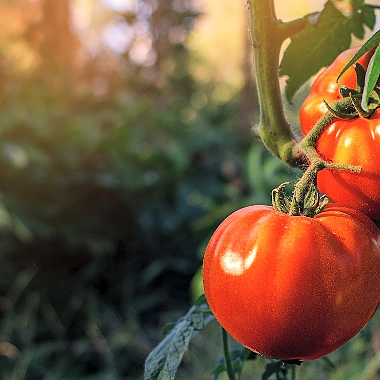 Not Coffee Grounds Nor Banana Peels: The Kitchen Staple That's A Great Tomato Fertilizer