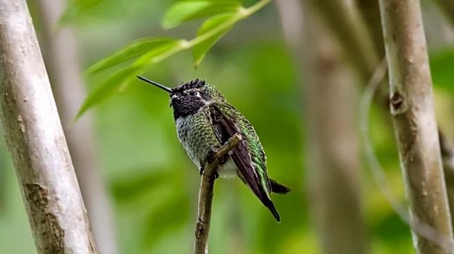 Not Coneflower: The Easy-To-Grow Purple Flower That Hummingbirds Can't Resist