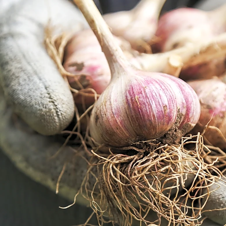 Why July May Be The Best Time To Harvest Garlic In Your Garden