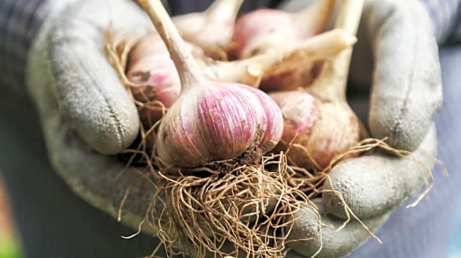 Why July May Be The Best Time To Harvest Garlic In Your Garden